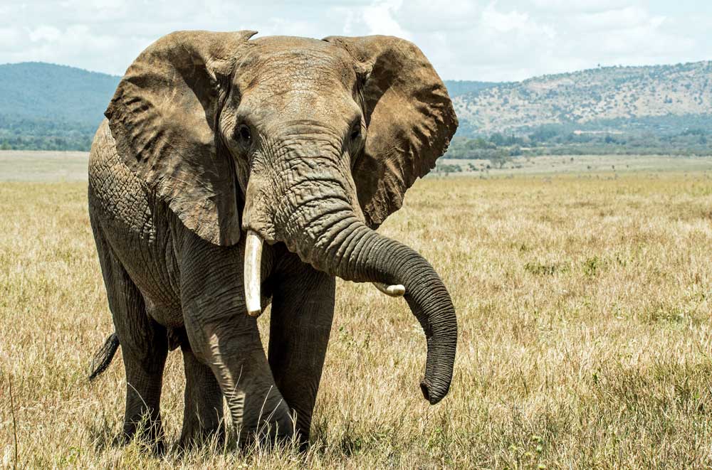 33fuel be an athlete at work - how to eat an elephant