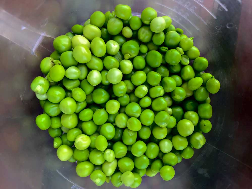 33fuel pea protein benefits - peas are easy on the gut