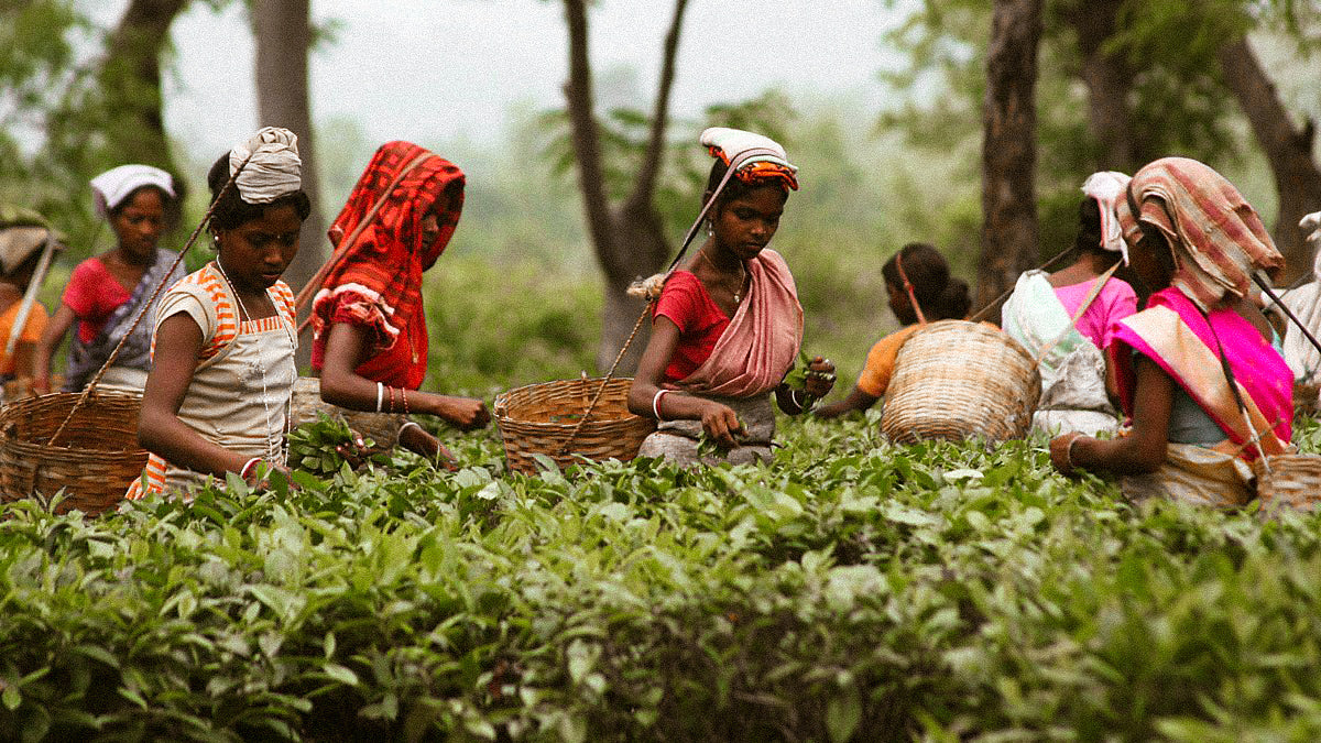 Women picking tea in a field in India.