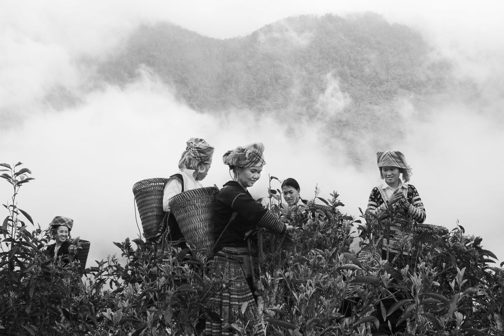 Tea Pickers Vietnam