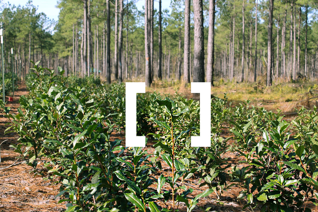 Louisiana tea farm