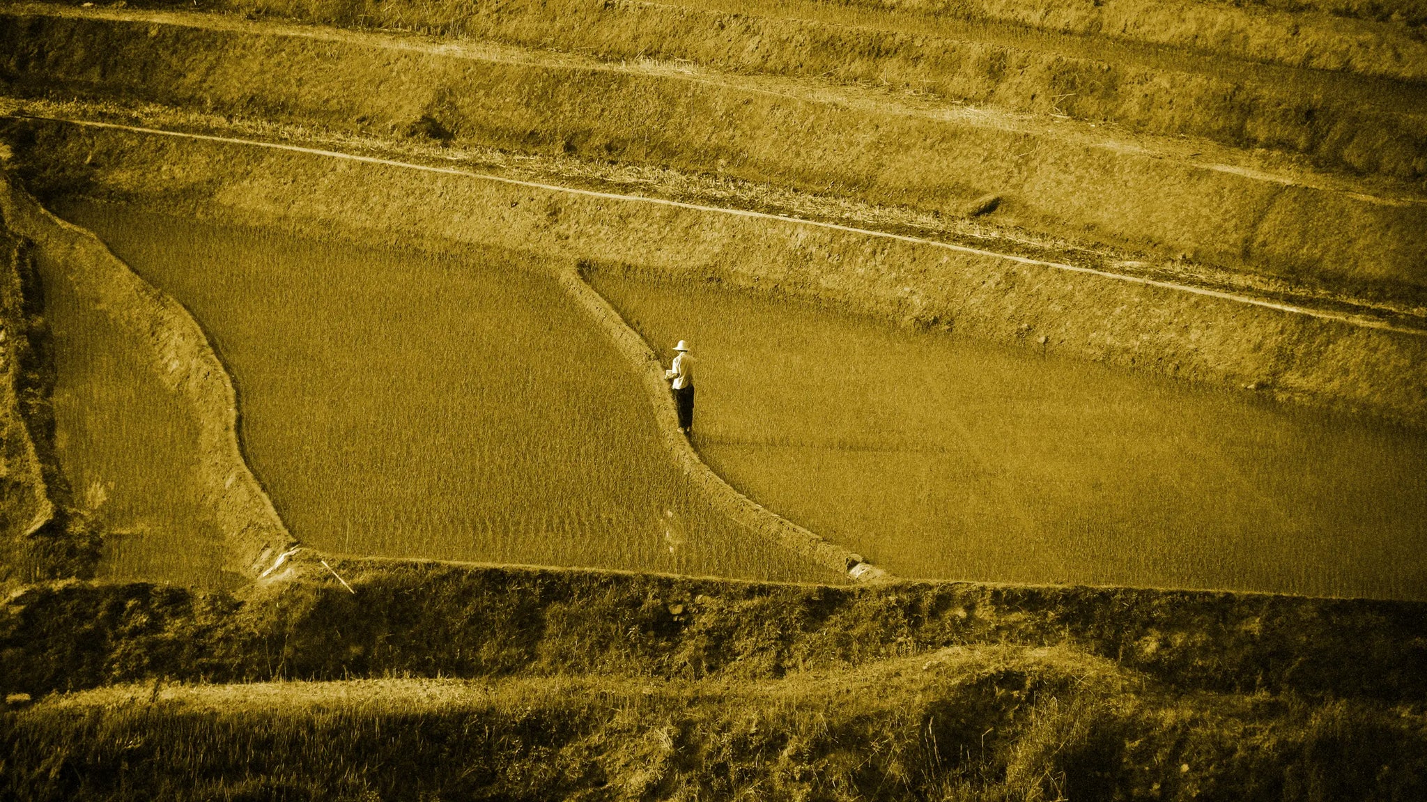 Wide Shot of a Person Stood in a Field in Yunnan China