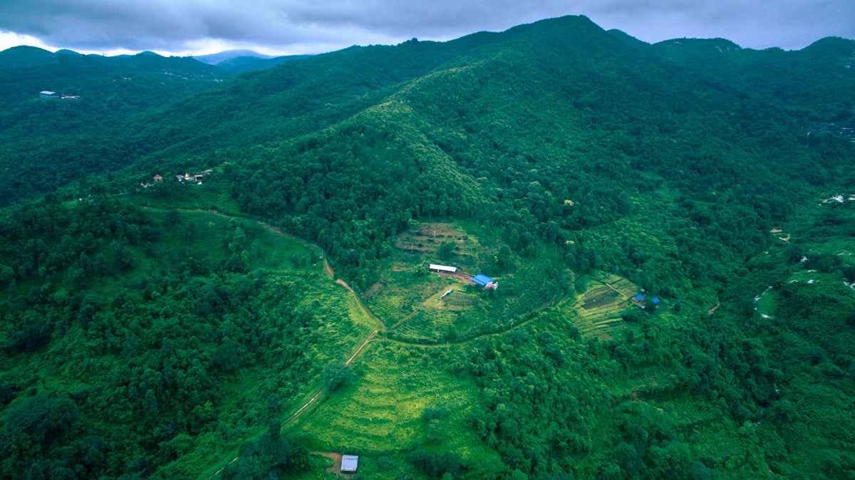 aerial view of mogok tea company