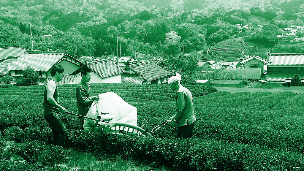 Worker in the tea fields of Obubu.