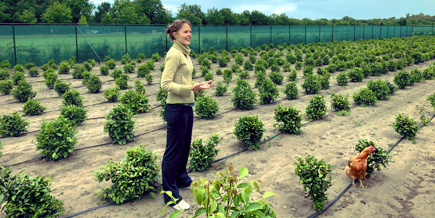 tea farm in the netherlands
