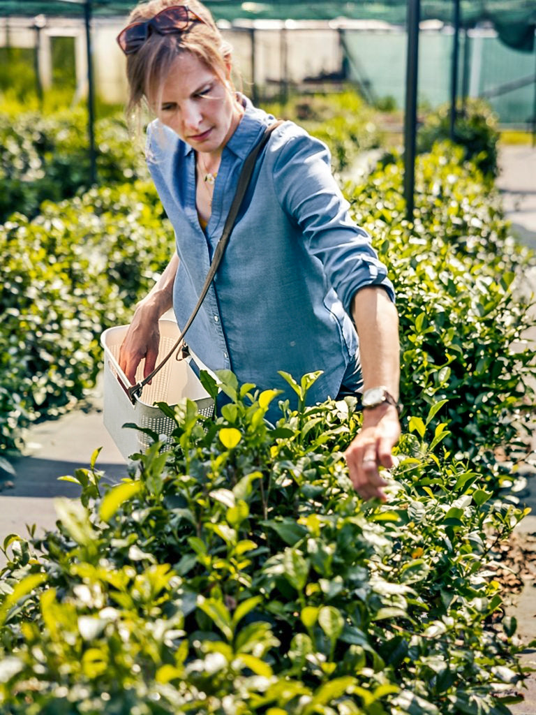 Woman picking tea