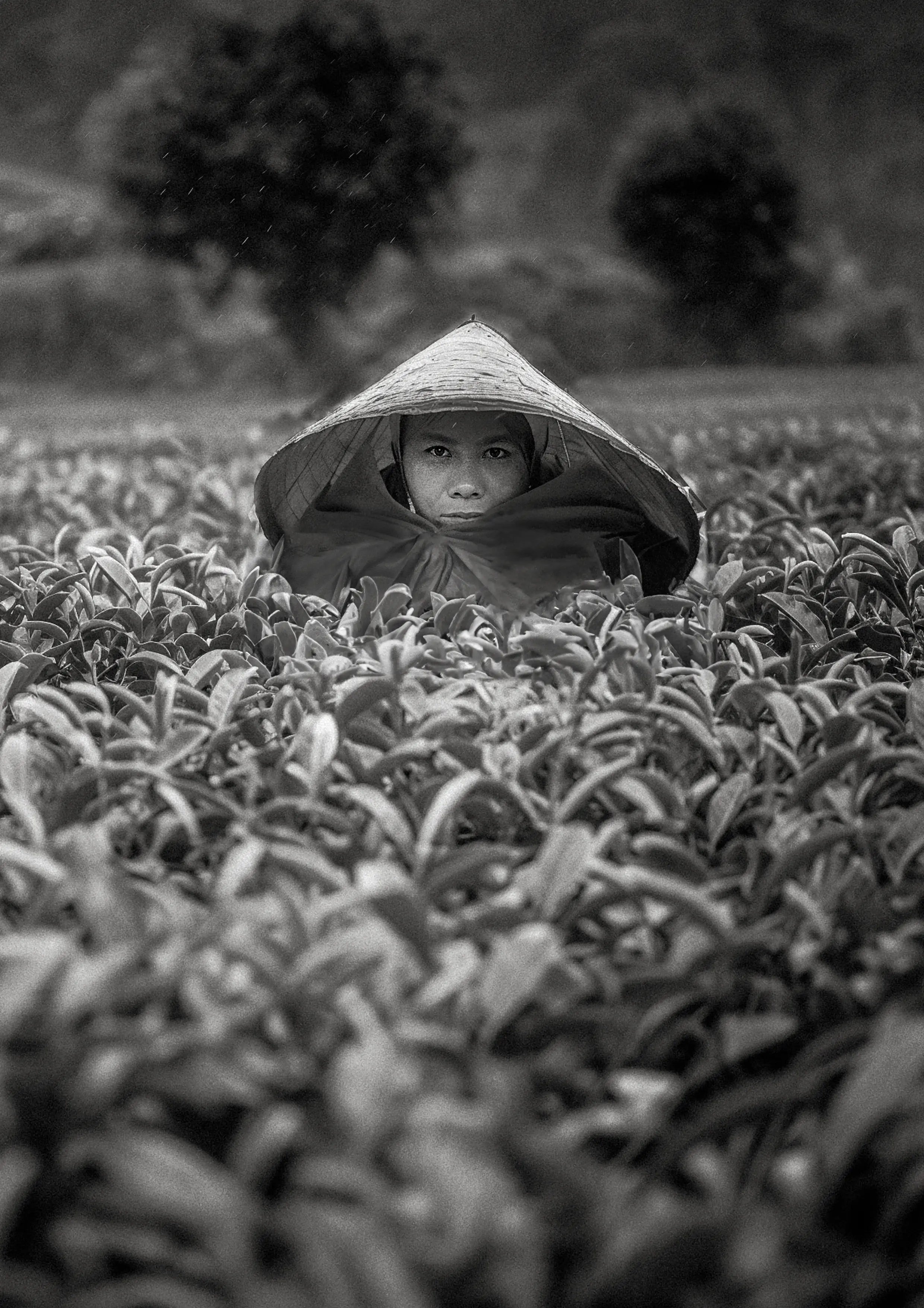 Tea picker in a field in Ali Shan 