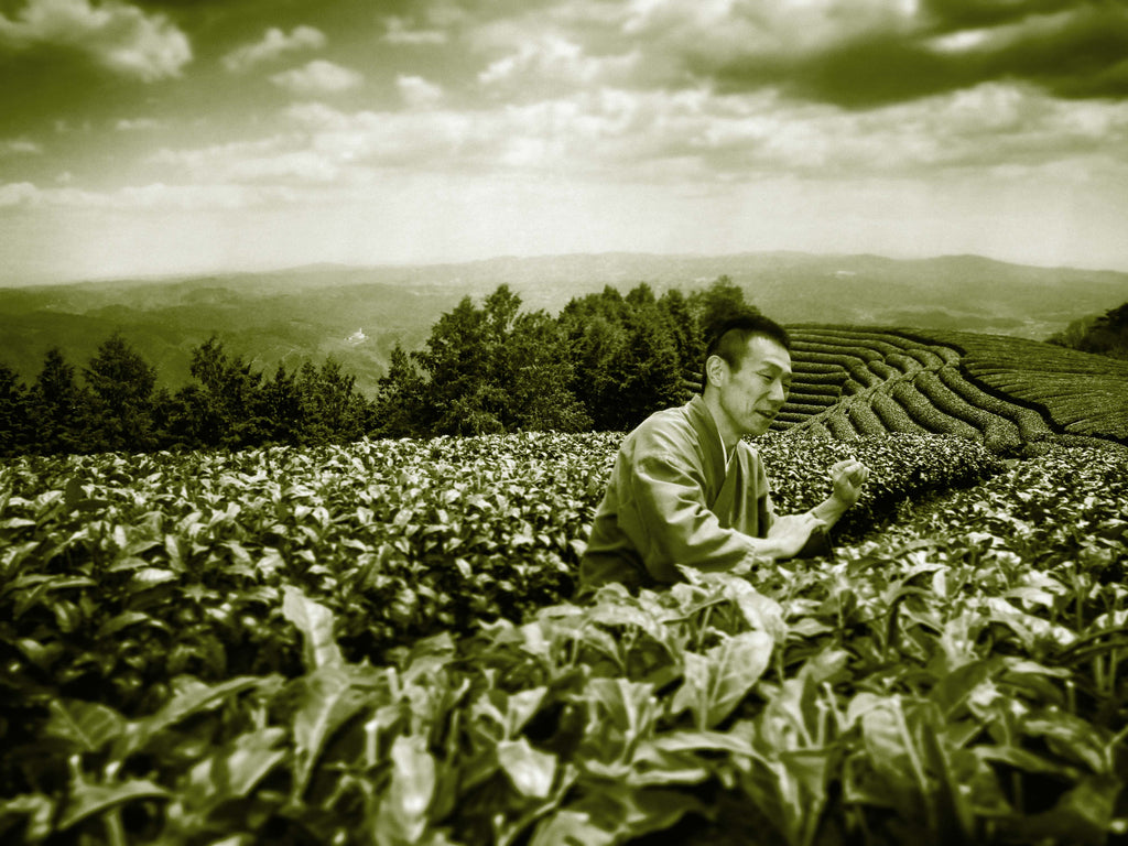 Worker in the tea fields of Japan.