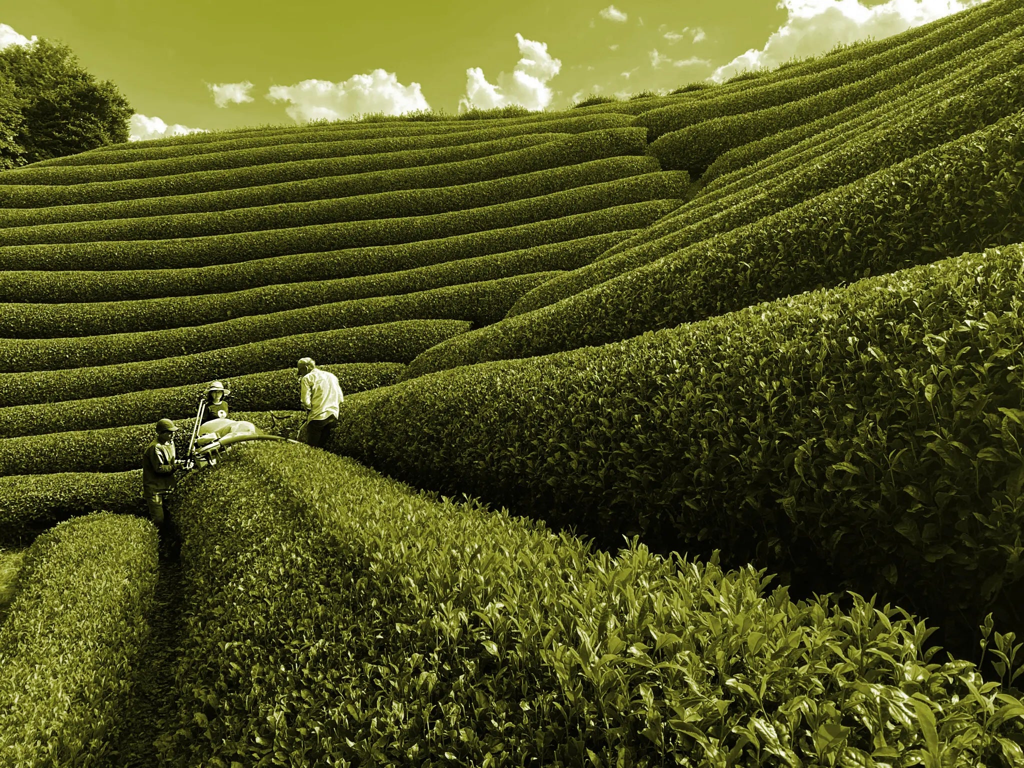 Workers in the field of Obubu Tea Garden Picking Leaves