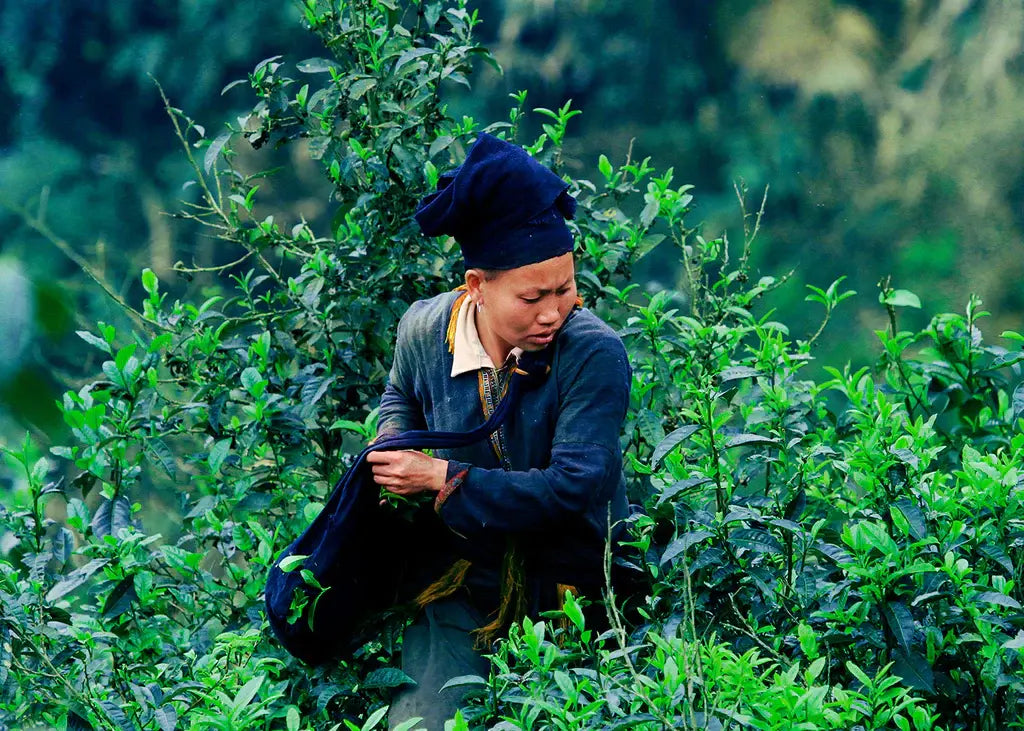 Woman Tending to Tea Leaves in a Lush Green Field