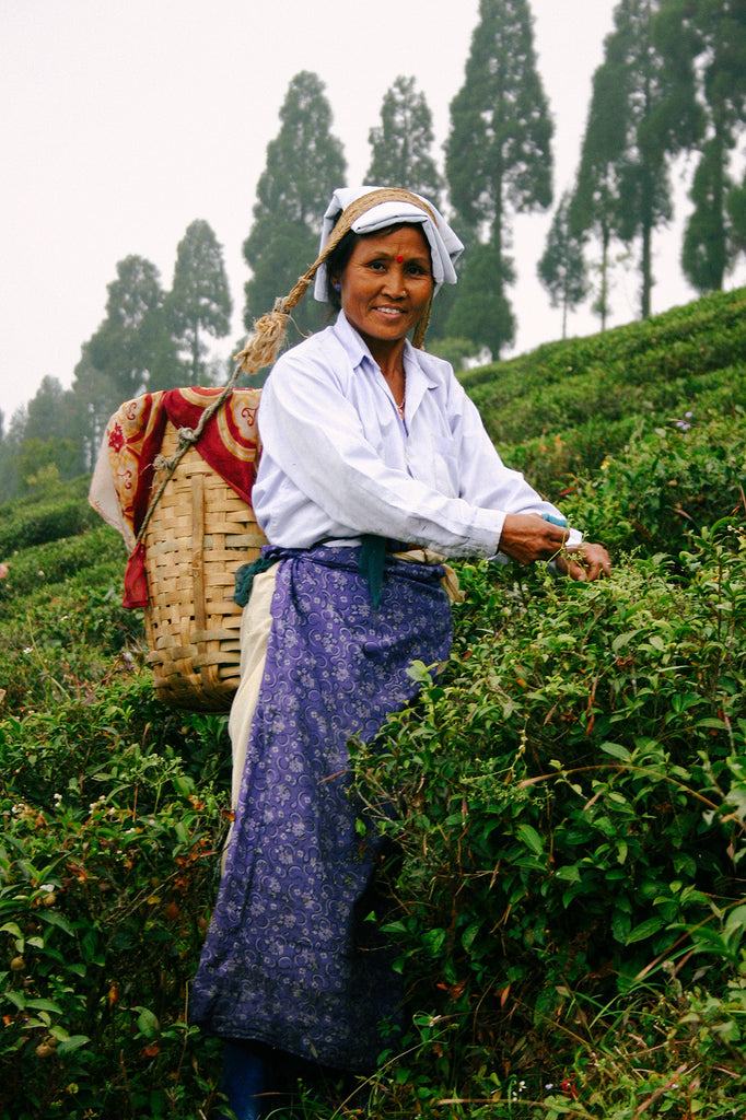 Tea Picker at Potong Gardens in India