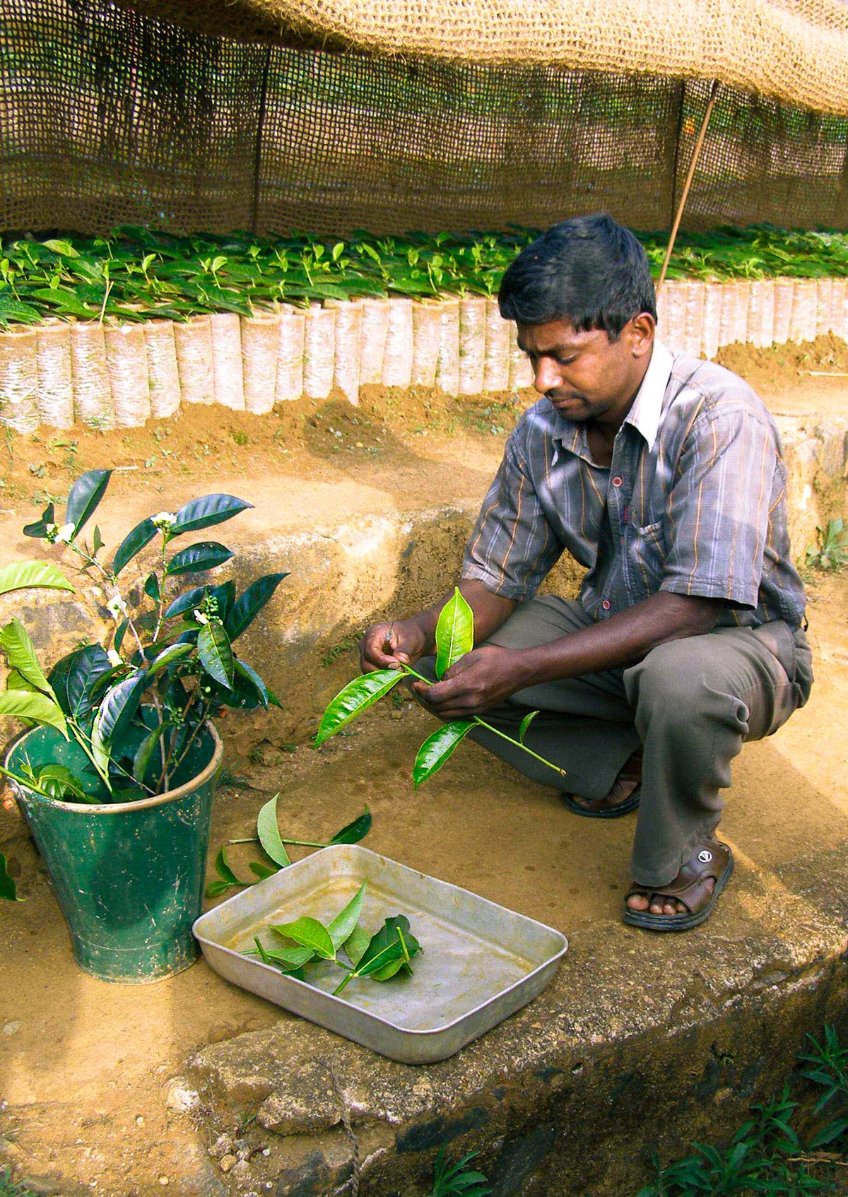 Man sorting tea leaves