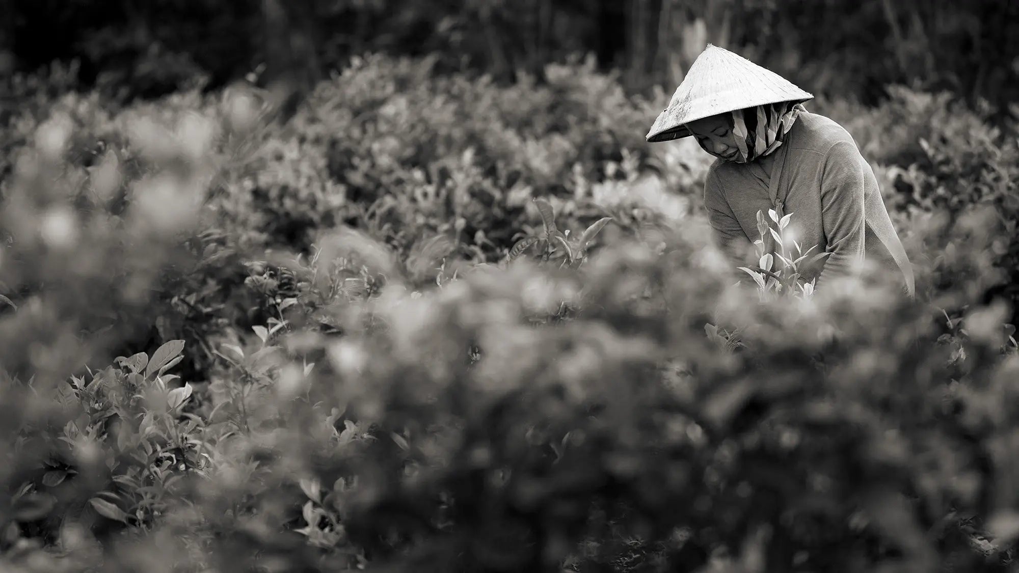 Worker Picking Tea Leaves in a field in Laos