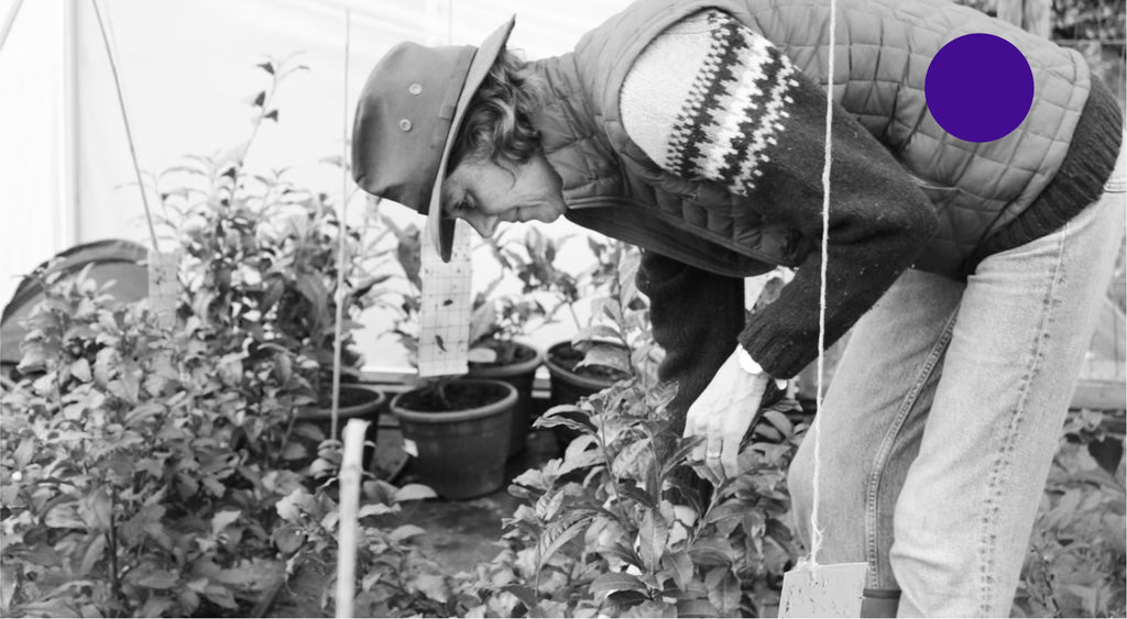 Polly tending to her tea bushes in the polytunnels at Rickarton, Kincardineshire