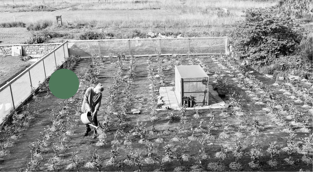 Lisa watering her tea bushes in the tea maze at Dollerie House, Perthshire.