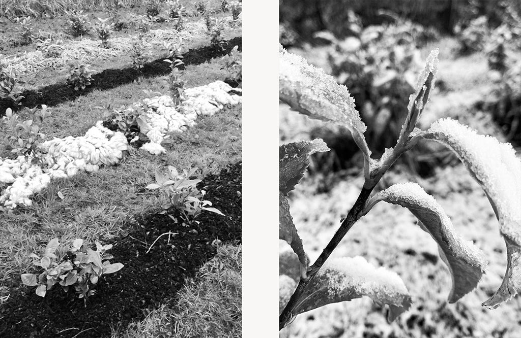 Left: Sheep's wool being used to insulate the tea plants. Right: Snow on tea leaves at Logie Tea Garden.