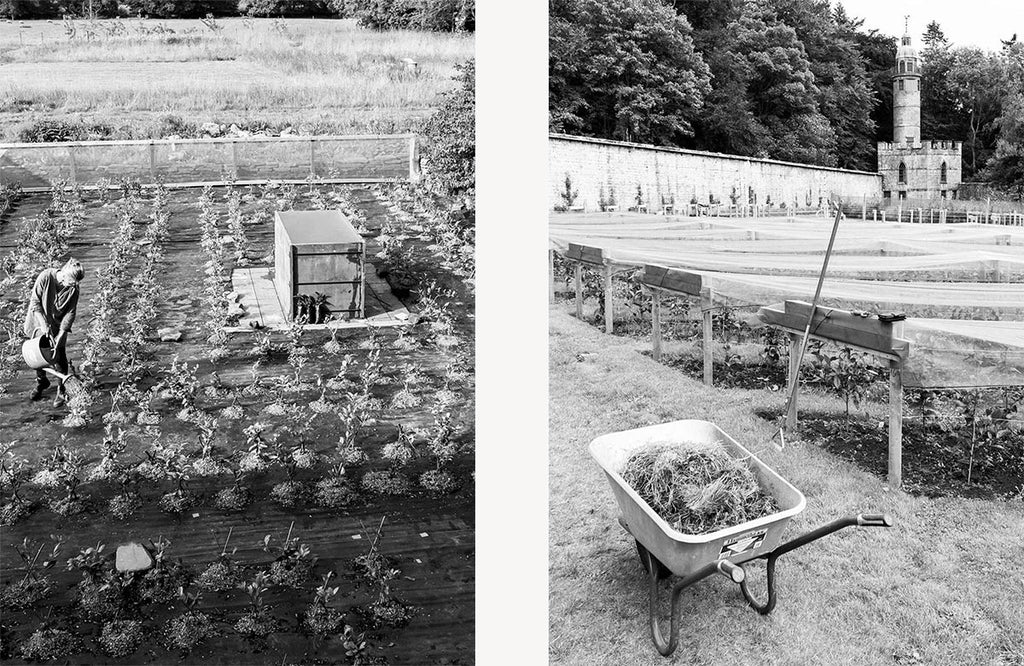 Left: Dollerie Tea Maze. Right: Kinnordy Walled Tea Garden.