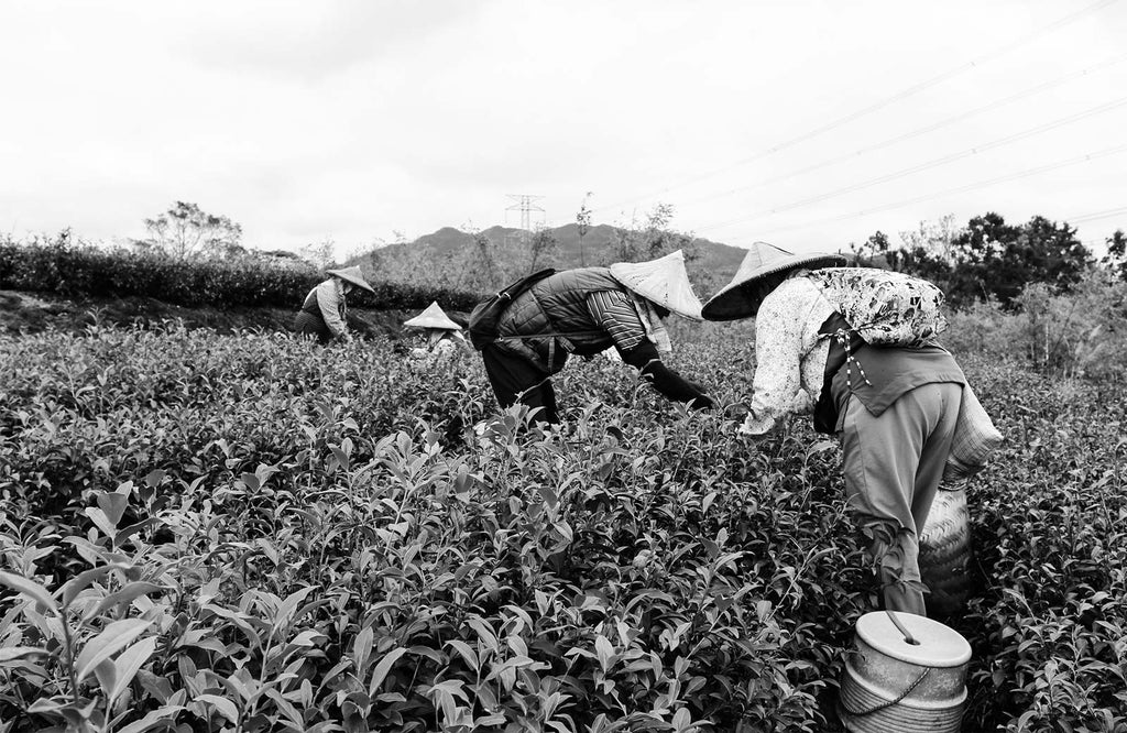 Tea Pickers in tea fields in Taiwan