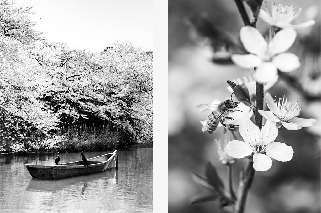 Left: small boat on a Japanese river underneath cherry blossom trees. Right: bee sitting on a cherry blossom flower