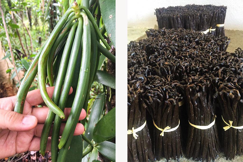 Left: Madagascan vanilla beans growing on plant. Right: the vanilla pods after being dried and sorted.