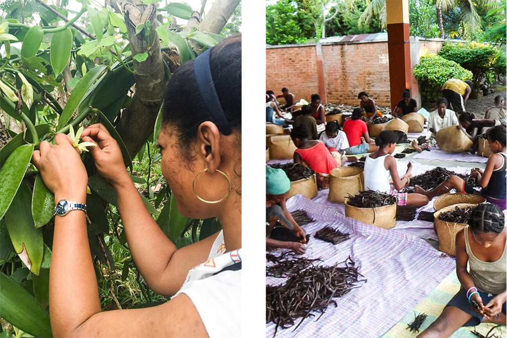 Left: vanilla orchid being pollinated by hand. Right: women in Madagascar sorting the dried vanilla pods.