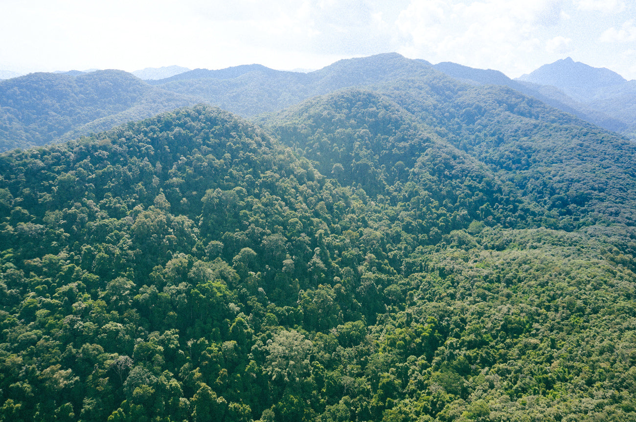 yunnan rainforest