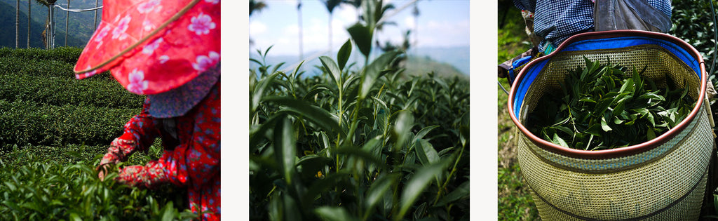 Canton Tea Fields