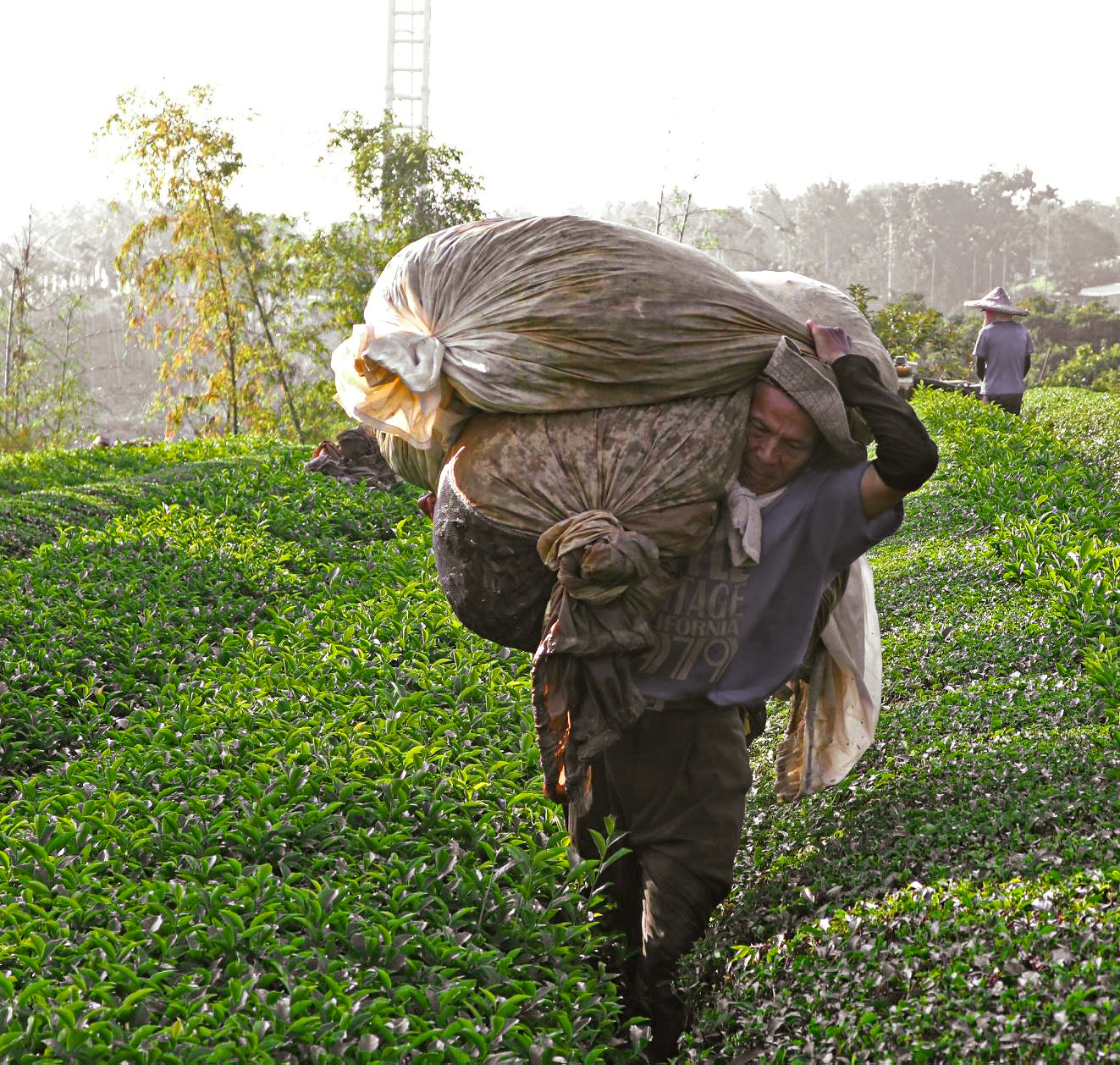 Man carrying sack of tea