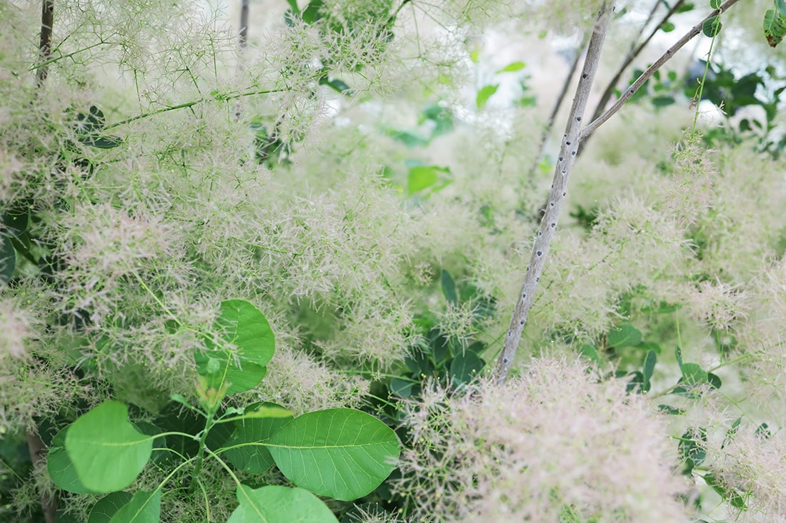 スモークツリーの花期の画像