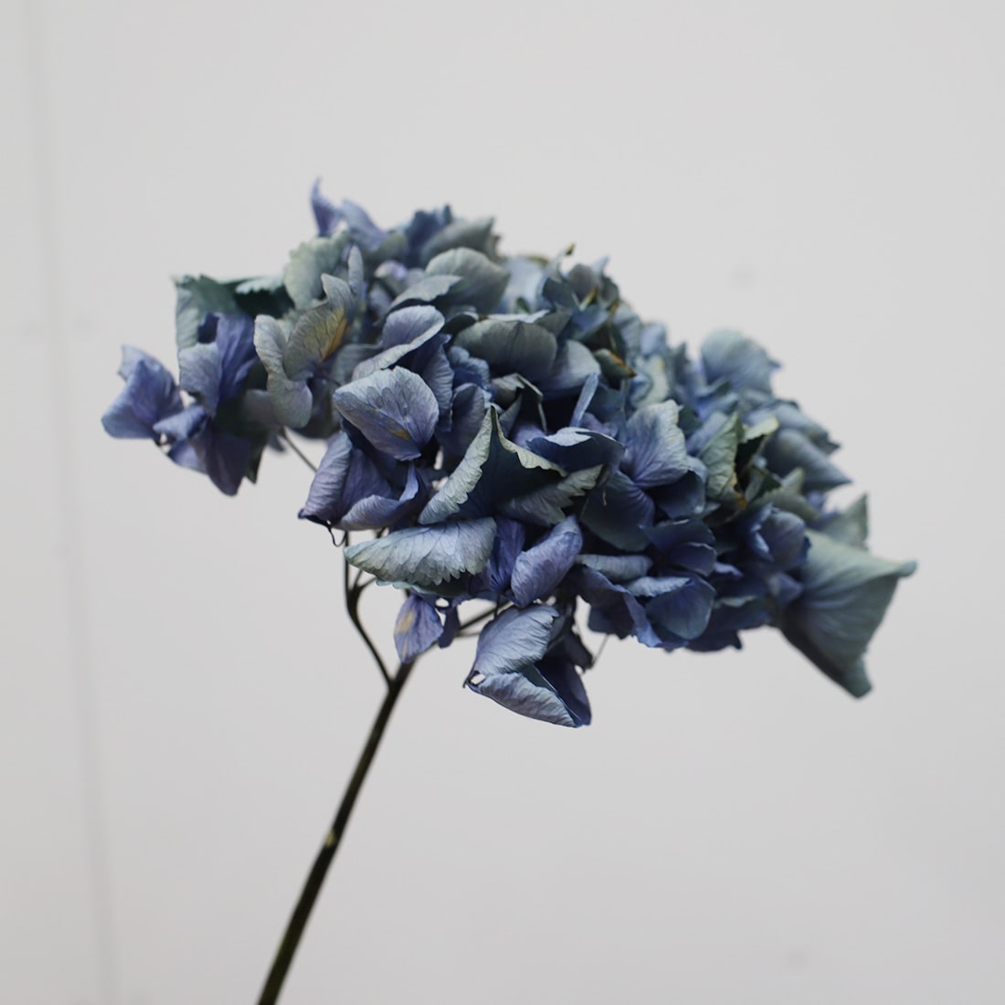 ブルーの紫陽花のドライフラワー