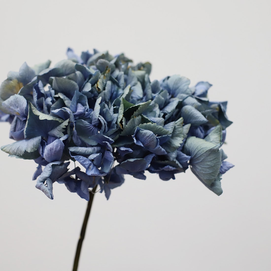 ドライフラワー 紫陽花 アンティークブルー レナ テ商品ページ 土と風の植物園