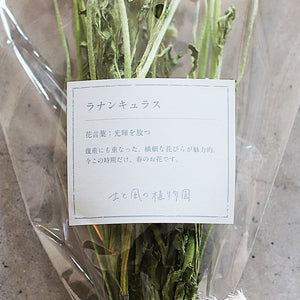 花言葉を贈る ドライフラワーのブーケ ラナンキュラス 光輝を放つ 商品ページ 土と風の植物園