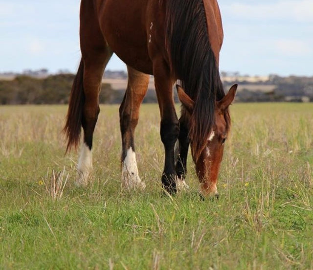 horse staggers symptoms