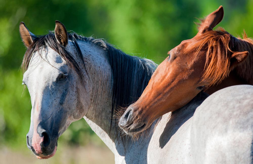 Happy horses at pasture