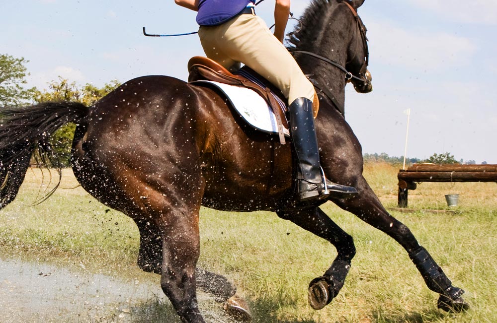 How Electrolytes Benefit Your Horse’s Skin and Coat