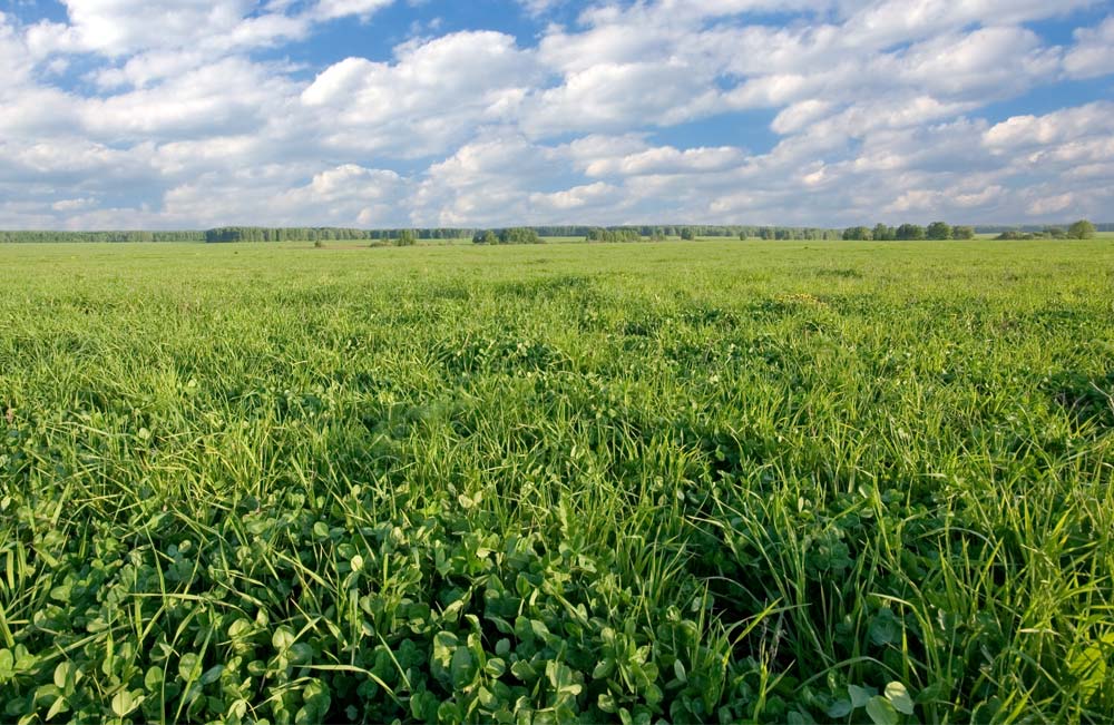 Rich clover pasture high energy