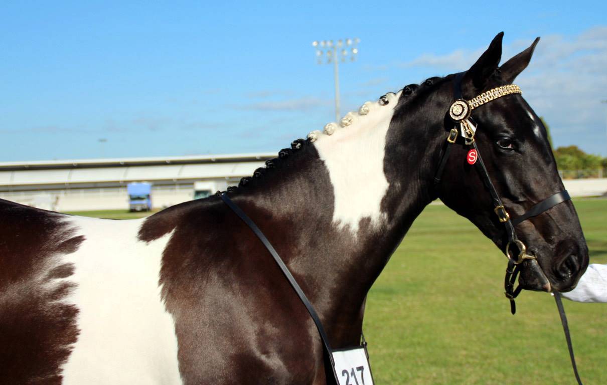 Effect of Champagne gene action on base coat colors of horses