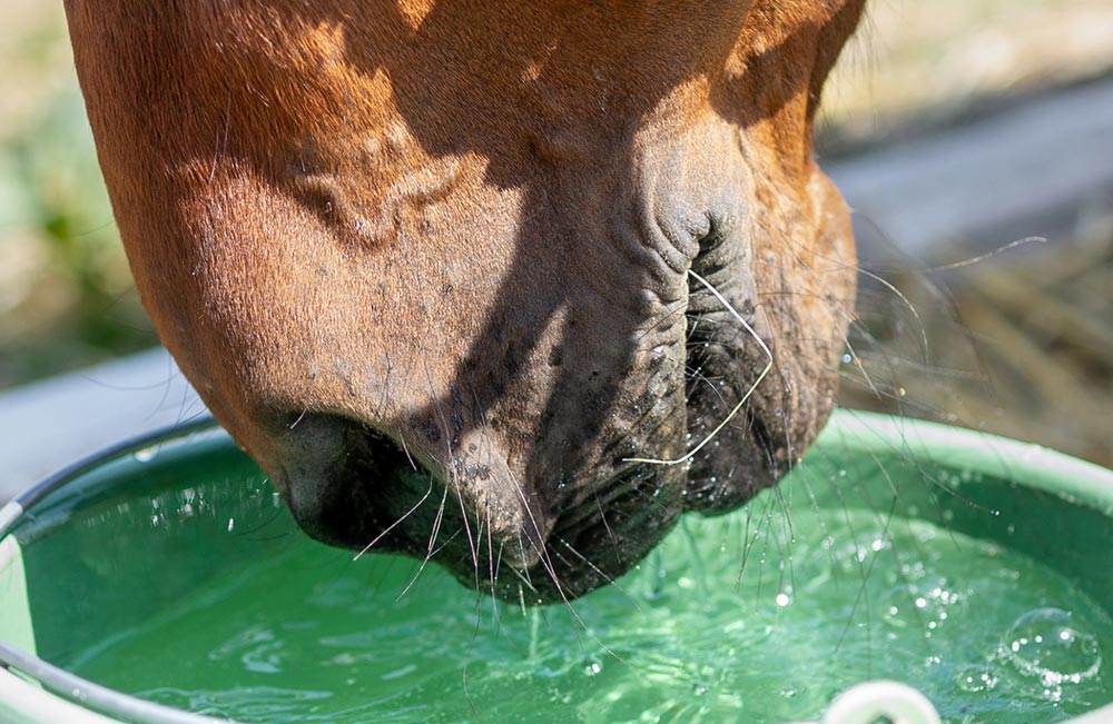 Horse drinking water dehydration