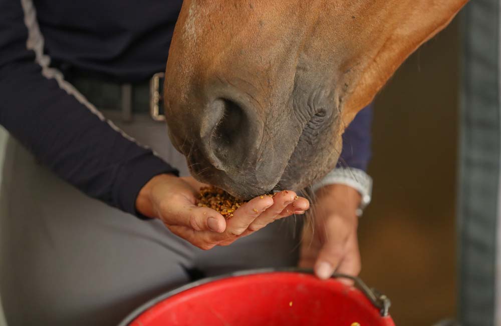 horse eating calm energy feed