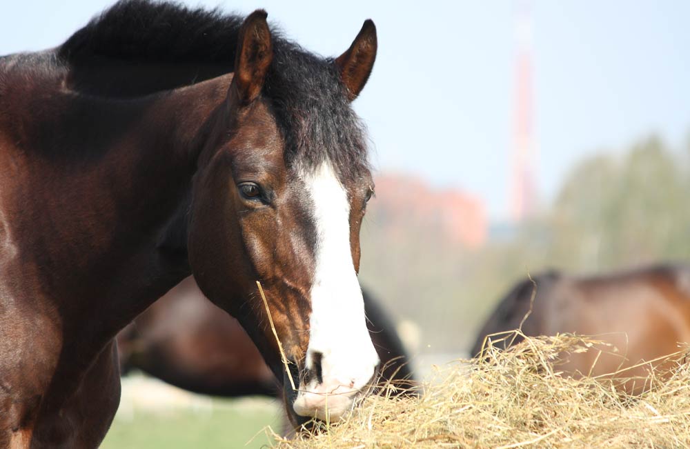 Horse eating hay fibre feed
