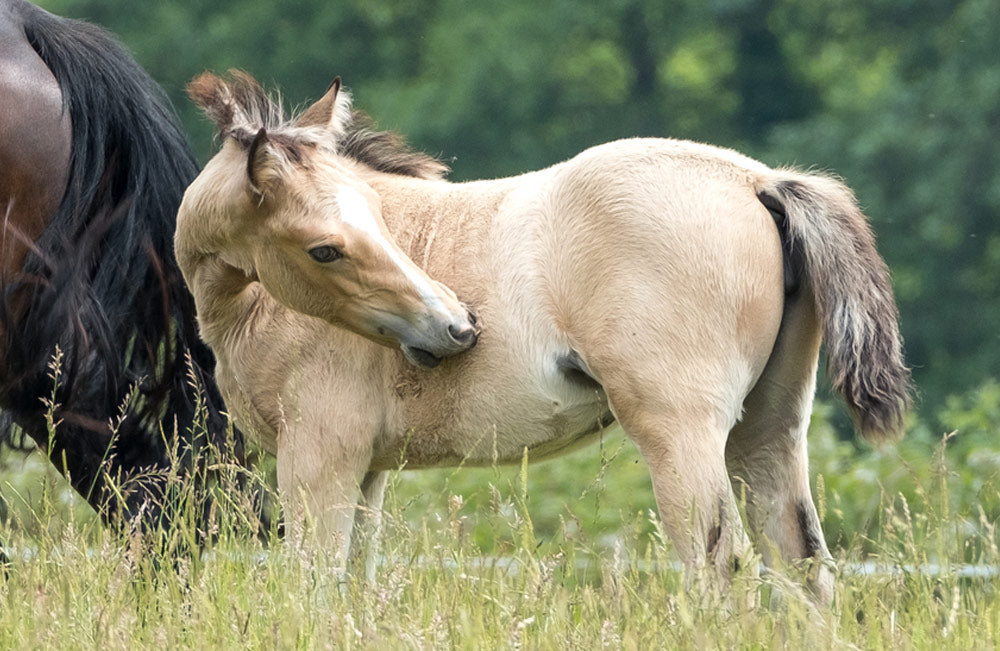 Itchy scratching foal