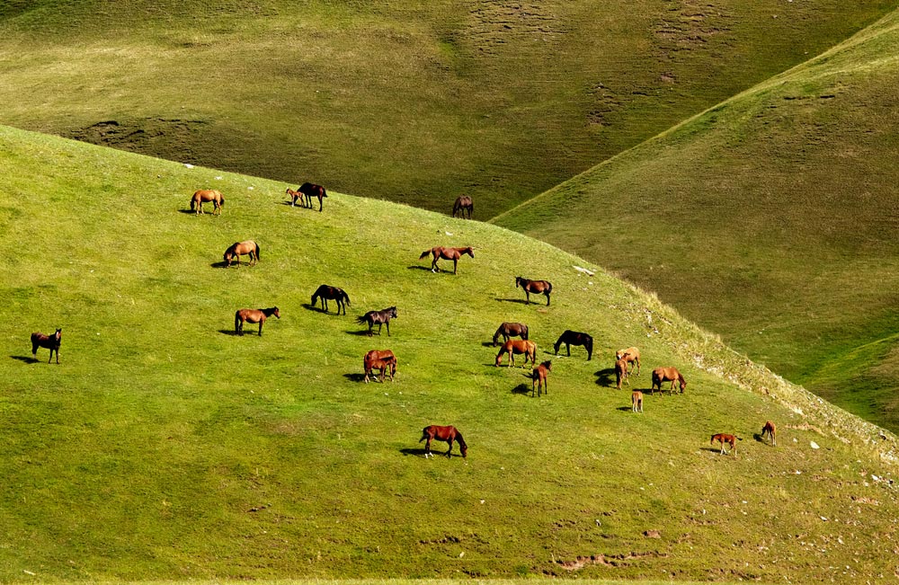 Horses grazing naturally