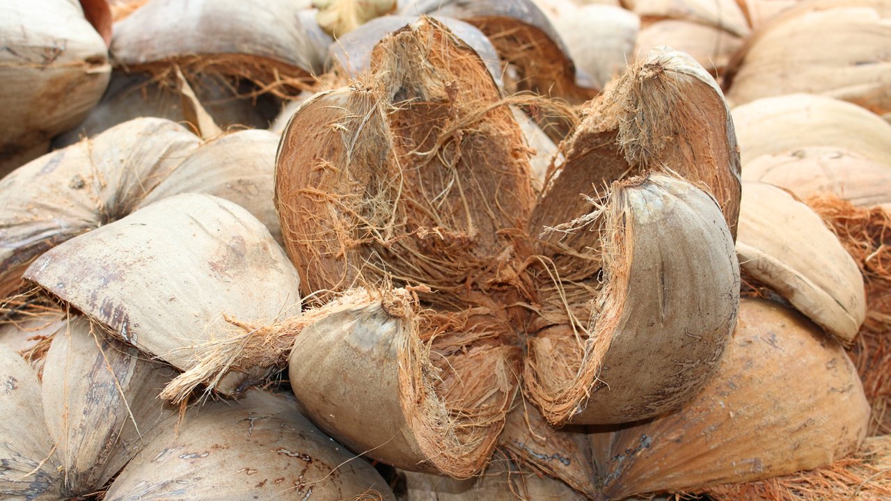 Raw coconuts, nature's source for sustainable peat-free coir compost production
