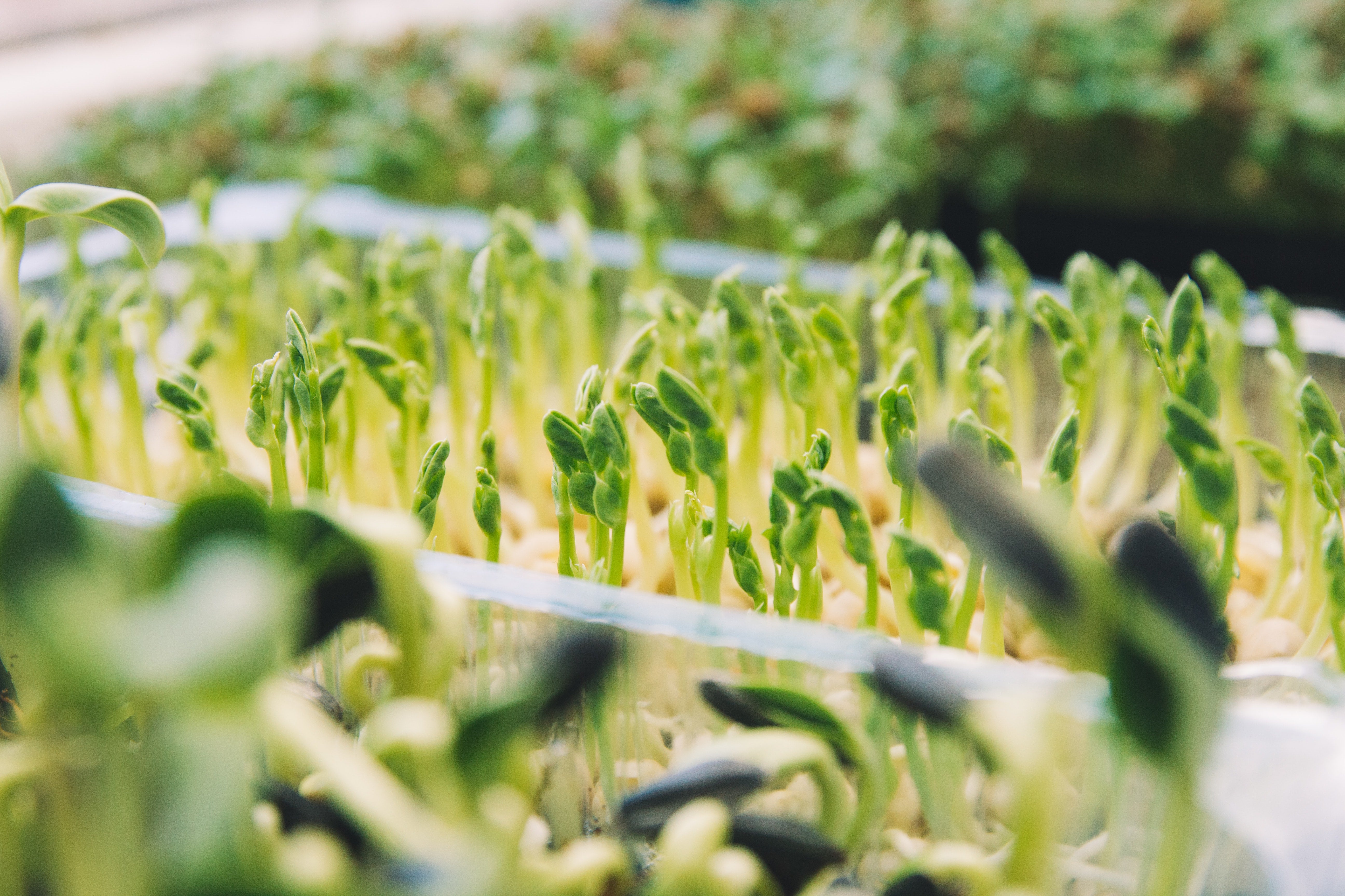 Thriving seedlings in peat-free coir compost, sprouting towards a greener future