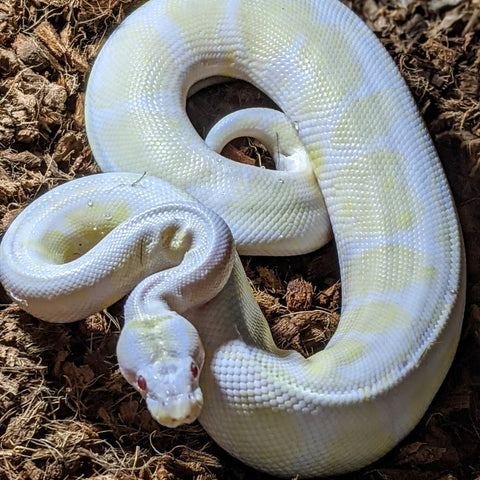 axanthic killer clown ball python