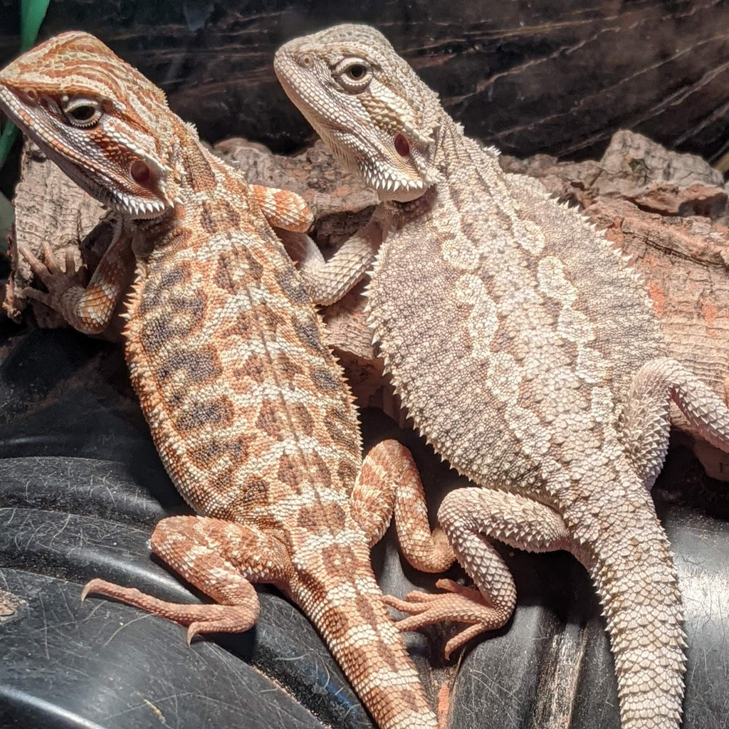 Collection 100+ Images pictures of fancy bearded dragons Sharp