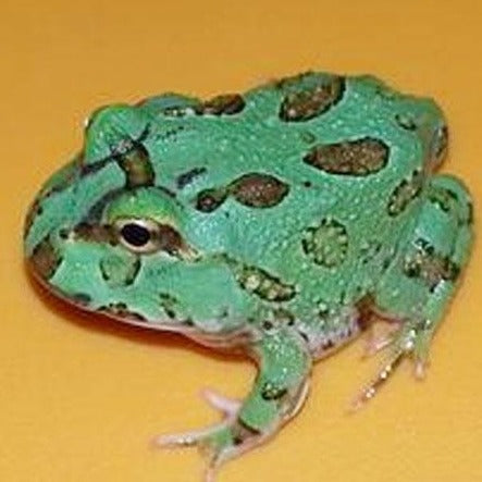 pacman frog blue