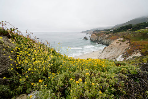 wildflowers along the California coast.  yellows, greens, and sandy cliffsides.