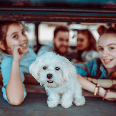 small white dog in the back of a car surrounded by a family of two young girls and a mum and dad