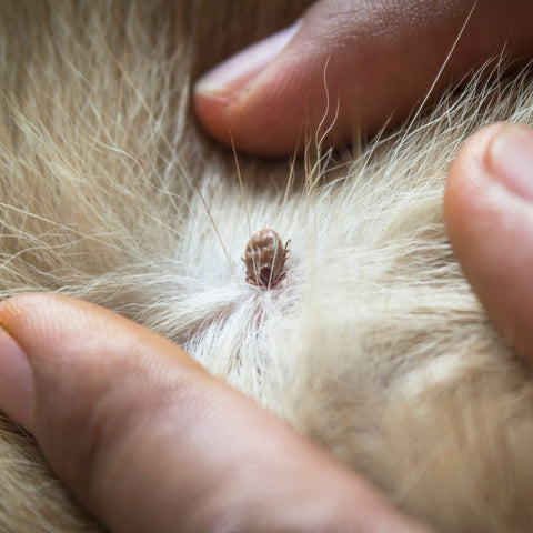 how do you treat a tick infestation on a dog